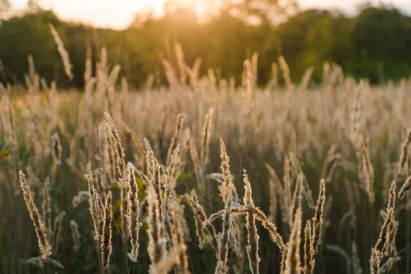 Günbatımı tarlasında Calamagrostis Arundinacea. Çimen kabarıklığı. Kırsal çayırdaki batan güneş ışınlarının uzayını kopyalayın. Yüzeyin derinliği. Soyut yaz doğa arka planı.