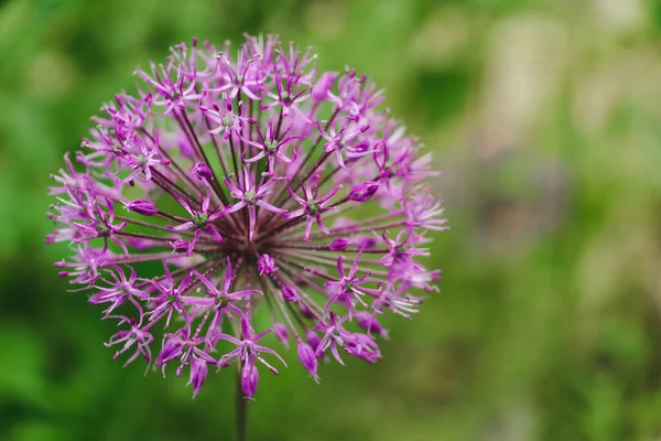 Mor Yaban Sarımsak Çiçeği Yeşil Doğal Arka Planda Yakın Plan — Stok fotoğraf