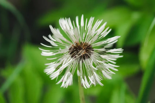 緑の自然を背景にタンポポの花 湿ったタンポポのボールを吹いてください 白いタラキサムの頭 — ストック写真