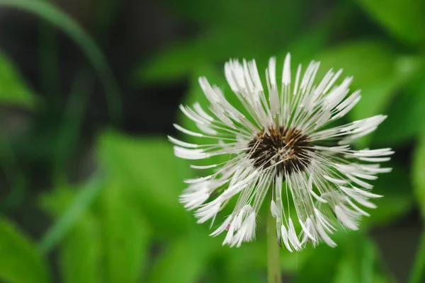 Yeşil Doğa Arka Planında Karahindiba Çiçeği Islak Karahindiba Topu Üfle — Stok fotoğraf