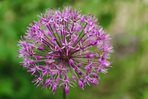 Mor Yaban Sarımsak Çiçeği Yeşil Doğal Arka Planda Yakın Plan — Stok fotoğraf