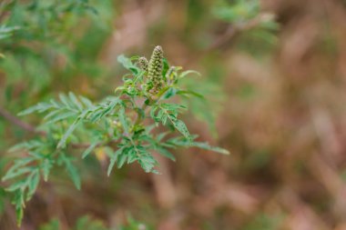 Çalı çiçeği açan çalılar. Ambrosia artemisiifolia tehlikeli alerjik bitki yaz ve sonbaharda güçlü alerjiye neden olur. Tehlikeli ot çiçeği saman nezlesi. Sahada çiçek açan bitki. Seçici odak