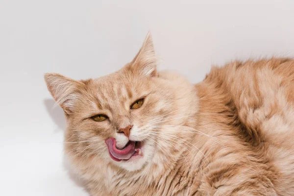 Beautiful Big Ginger Cat Licking His Chops Isolated White Portrait — Stock Photo, Image
