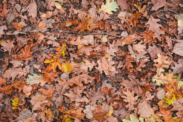 stock image Colorful bright seasonal autumn background pattern. Vibrant carpet of fallen forest leaves. Outdoor. Brown yellow red orange oak leaves in autumn forest