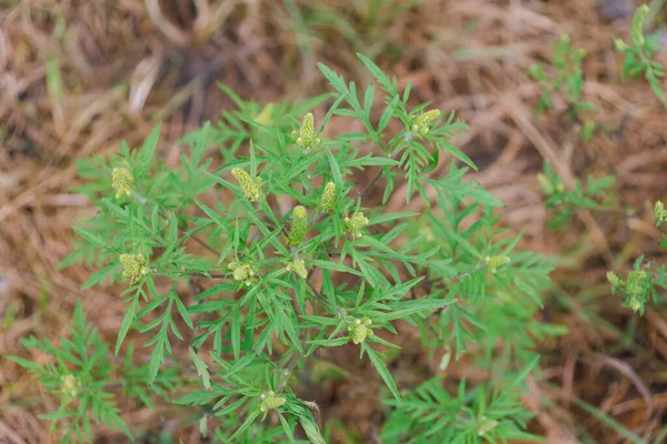 Ambrosia Artemisiifolia Niebezpieczna Roślina Alergiczna Która Powoduje Silną Alergię Latem — Zdjęcie stockowe