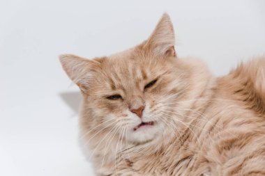 Çok komik kızıl kedi. Beyaz üzerine izole edilmiş altın gözlü komik kırmızı bir kedinin portresi. Yumuşak sevimli evcil hayvan