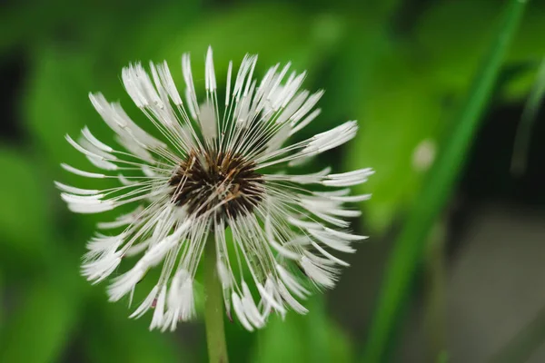 Yeşil Doğa Arka Planında Karahindiba Çiçeği Islak Karahindiba Topu Üfle — Stok fotoğraf