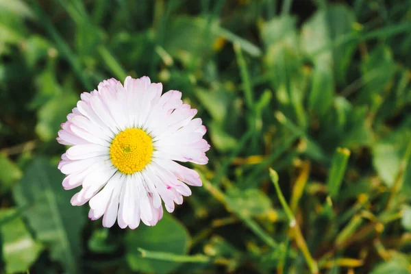Μαργαρίτα Λουλούδι Bellis Perennis Αγγλική Μαργαρίτα Meadow Μαργαρίτα Lawn Μαργαρίτα — Φωτογραφία Αρχείου