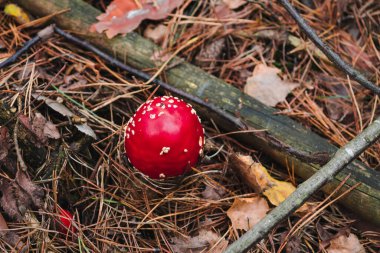 Amanita muscaria mantarı, sonbahar ormanı dokusunda, üst manzara. Parlak Sinek kırmızı ve beyaz zehirli yaban mantarı kuru yapraklarda. Mantar mantarı arkaplanı