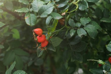 Briar Rose Rosehip Hagebutte Rosa canina. Günbatımı ışığında gül kalça dalları ile sonbahar ya da yaz doğa arka planı.