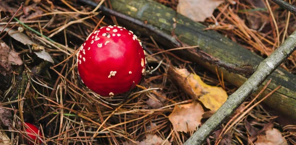 金银花在秋天的森林质感 顶视图 在秋天干枯的叶子中 鲜亮的苍蝇 红白色有毒的野蘑菇 毒菌背景 — 图库照片