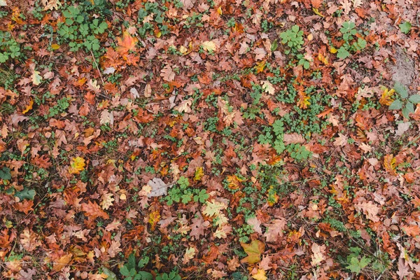 Kolorowe Jasne Sezonowe Jesienne Tło Wzór Żywy Dywan Opadłych Liści — Zdjęcie stockowe