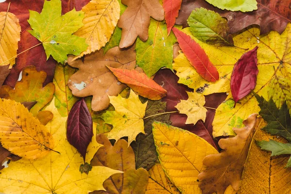 stock image Autumn multi-coloured leaves background texture. Bright abstract autumn foliage background. Composition of yellow, green, red, orange autumn leaves. Fall leaves texture