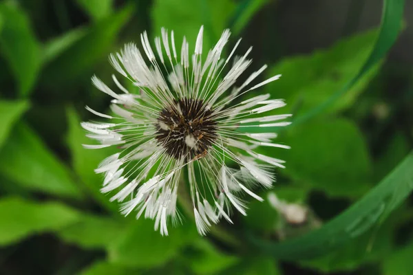 Yeşil doğa arka planında karahindiba çiçeği. Islak karahindiba topu üfle. Beyaz taraxacum başı