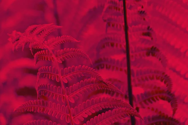 Hermoso Helecho Vivo Magenta Rojo Cerca Monocromo Textura Floral Abstracta —  Fotos de Stock