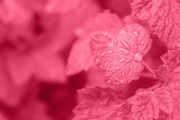 Капли Дождя Листьях Смородины Модном Цвете Вива Пурпурного Цвета 2023 — стоковое фото