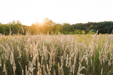 Günbatımı tarlasında Calamagrostis Arundinacea. Çimen kabarıklığı. Kırsal çayırlarda batan güneş ışınlarının boşluğunu kopyala.