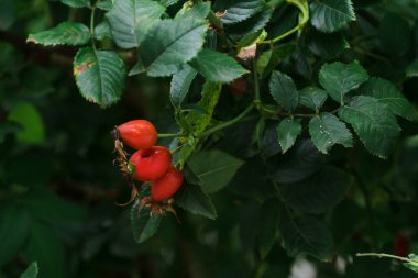 Briar Rose Rosehip Hagebutte Rosa canina. Günbatımı ışığında gül kalça dalları ile sonbahar ya da yaz doğa arka planı.