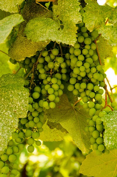Vine with a bunch of green grape and leaves in vineyard for blog, article, magazine, advertising, copy, banner