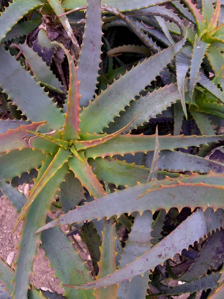 Aloe Vera Planta Verde Azul Vermelho Close Natureza Fundo Fotografia — Fotografia de Stock