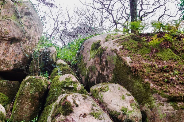Piedras Roca Cubiertas Musgo Helecho Hiedra Árboles Desnudos Sin Hojas —  Fotos de Stock