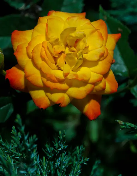 Rose Floribunda Bloem Met Gele Oranje Bloemblaadjes Wazig Donkergroene Achtergrond — Stockfoto