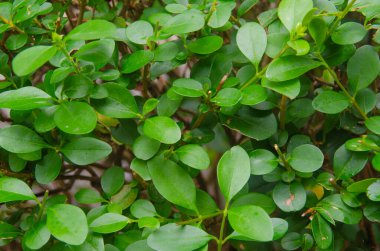 Doğal boxwood bitkisinin taze, parlak, yakın plan fotoğrafı arka plan fotoğrafında yeşil yapraklar.