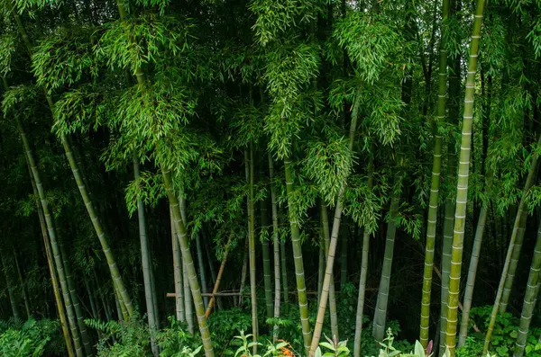Bambus Wald Wälder Grün Hoch Stängel Und Blätter Landschaft Natur — Stockfoto