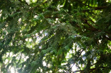 Torreya nucifera ebediyen yeşil kozalaklı ağaç yaprakları. Yaklaş. Doğa bitkisi botanik arka plan fotoğrafçılığı