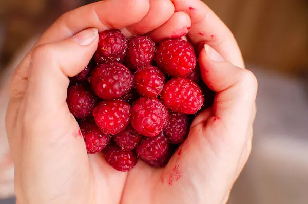 Handful Sweet Ripe Red Raspberries Summer Fruits Berries Womans Palms — Stock Photo, Image