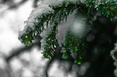 Karpatya ormanlarında karla kaplanmış ladin ağacı yeşili bir dal. Doğa fotoğrafını çek.