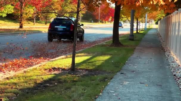Cars Driving Autumn Road Golden Leaves Slow Motion High Quality — Stock Video