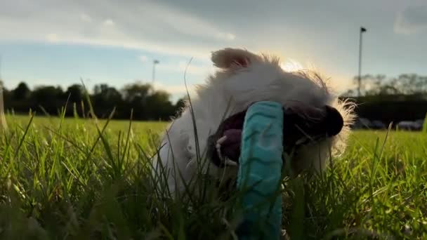 Söt Rolig Vänlig Liten Jack Russell Terrier Viftande Svansen Gräset — Stockvideo