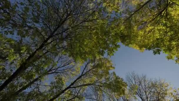 Kilátás Őszi Fák Alulról Felfelé Koronák Fák Sűrű Erdőben Egy — Stock videók