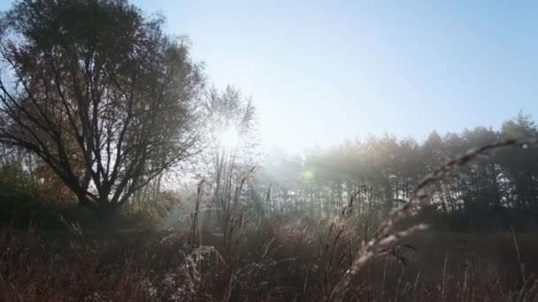 太陽の光線は地面の上に昇る霧を作り出し 日没の光は森林の草を破る そうだ 高品質4K映像 — ストック動画