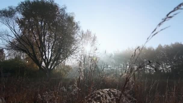 太陽の光線は地面の上に昇る霧を作り出し 日没の光は森林の草を破る そうだ 高品質4K映像 — ストック動画