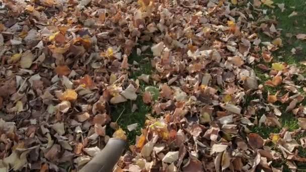 Muž Fouká Listí Dvorku Podzimním Období Zpomal Vysoce Kvalitní Záběry — Stock video