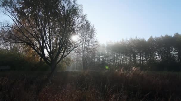 Sonnenstrahlen Erzeugen Nebel Der Über Dem Boden Aufsteigt Sonnenuntergangslicht Bricht — Stockvideo