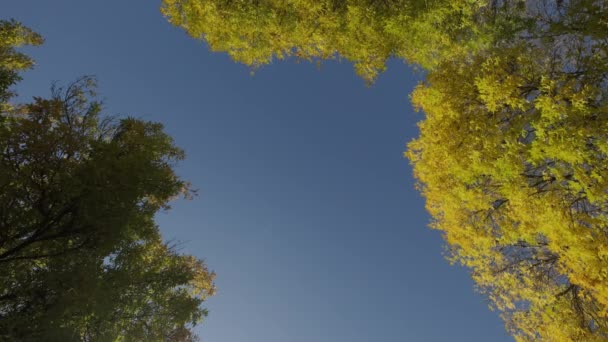 Kilátás Őszi Fák Alulról Felfelé Koronák Fák Sűrű Erdőben Egy — Stock videók
