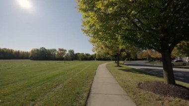 Parlak sarı ve kırmızı yapraklı ağaç sonbahar günü şehir caddesinde rüzgarla ve güneş ışığıyla sallanıyor. Yüksek kalite 4k görüntü