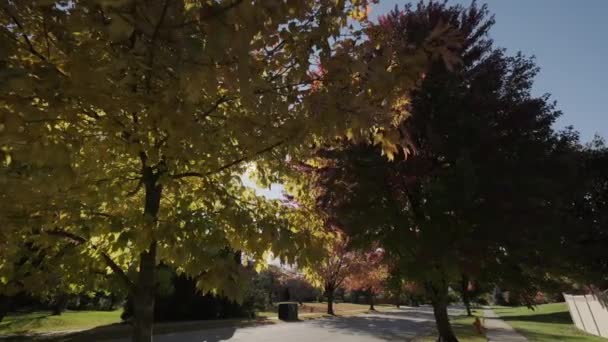 Дерево Яскраво Жовтим Червоним Листям Пливе Вітром Сонячним Світлом Через — стокове відео