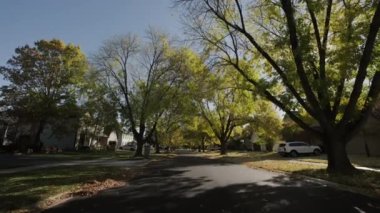 Parlak sarı ve kırmızı yapraklı ağaç sonbahar günü şehir caddesinde rüzgarla ve güneş ışığıyla sallanıyor. Yüksek kalite 4k görüntü