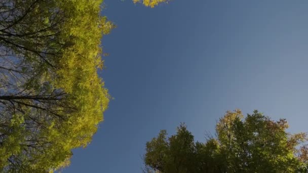 Вид Осенних Деревьев Снизу Вверх Короны Деревьев Густом Лесу Осенний — стоковое видео
