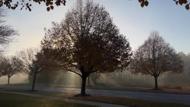 明るい黄色と赤の葉を持つ木は 秋の朝に街の通りの葉を通して風と太陽の光で通ります 高品質4K映像 — ストック動画