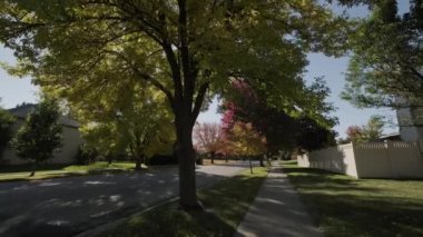 Parlak sarı ve kırmızı yapraklı ağaç sonbahar günü şehir caddesinde rüzgarla ve güneş ışığıyla sallanıyor. Yüksek kalite 4k görüntü