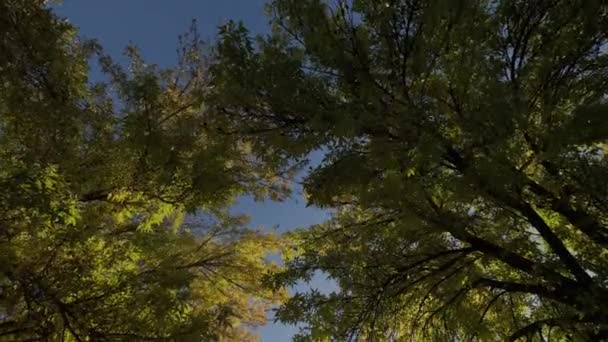 Widok Jesienne Drzewa Dołu Korony Drzew Gęstym Lesie Jesienny Dzień — Wideo stockowe