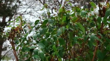 İlk sonbahar karı çalıların renkli yapraklarına düşer. Ağır çekim. Yüksek kalite 4k görüntü