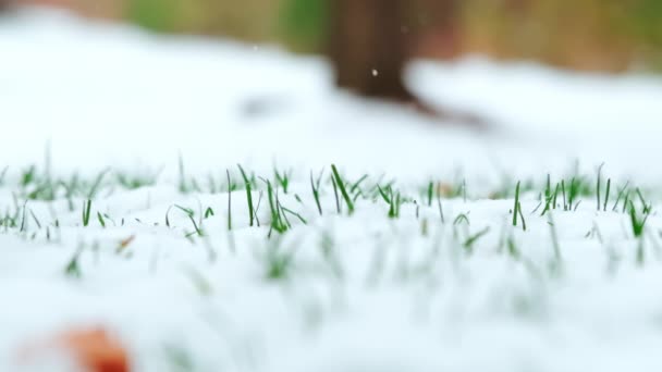 Der Erste Herbstschnee Fällt Auf Das Bunte Grüne Gras Zeitlupenaufnahmen — Stockvideo