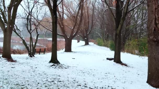 Primera Nieve Otoño Cae Sobre Colorido Follaje Los Árboles Cámara — Vídeo de stock