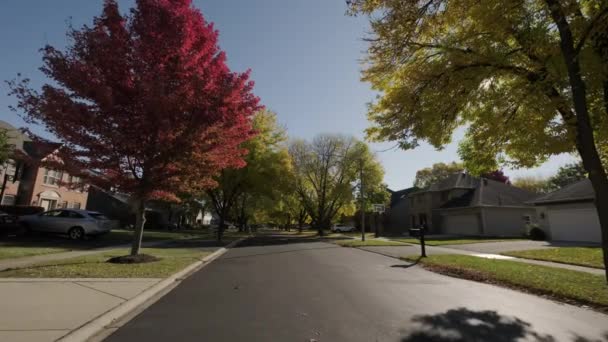 Árvore Com Folhas Amarelas Vermelhas Brilhantes Oscila Com Vento Luz — Vídeo de Stock